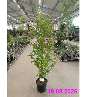 Hibiscus syr. 'Flower Tower Purple'® C 10 L